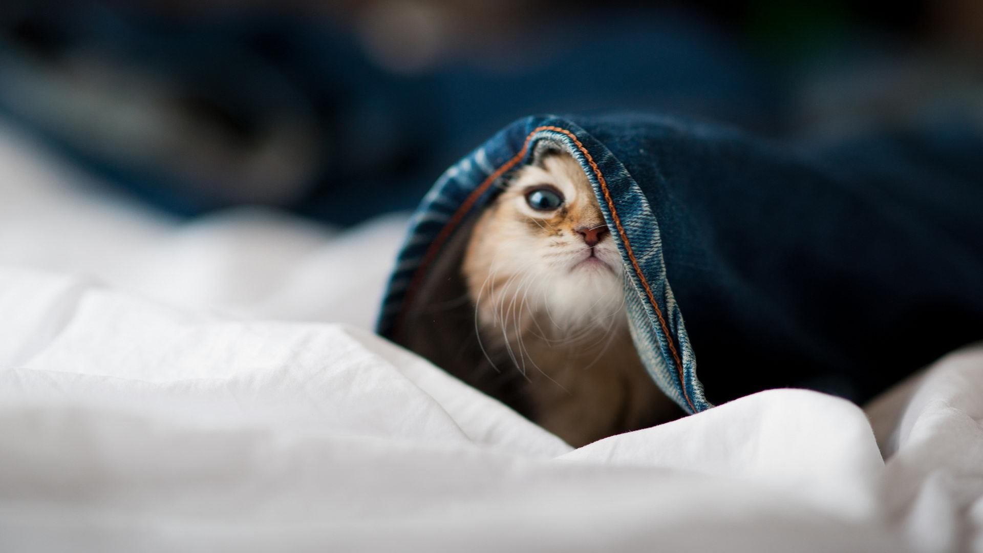 【水手新秀罗德里格斯】单场三全垒打引爆全场,罗徳里格斯