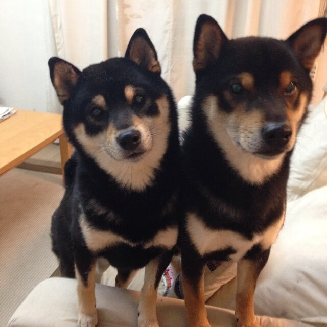 开云真人体育娱乐-全国青少年“追梦中国”篮球文化系列巡展在各大城市持续火热进行